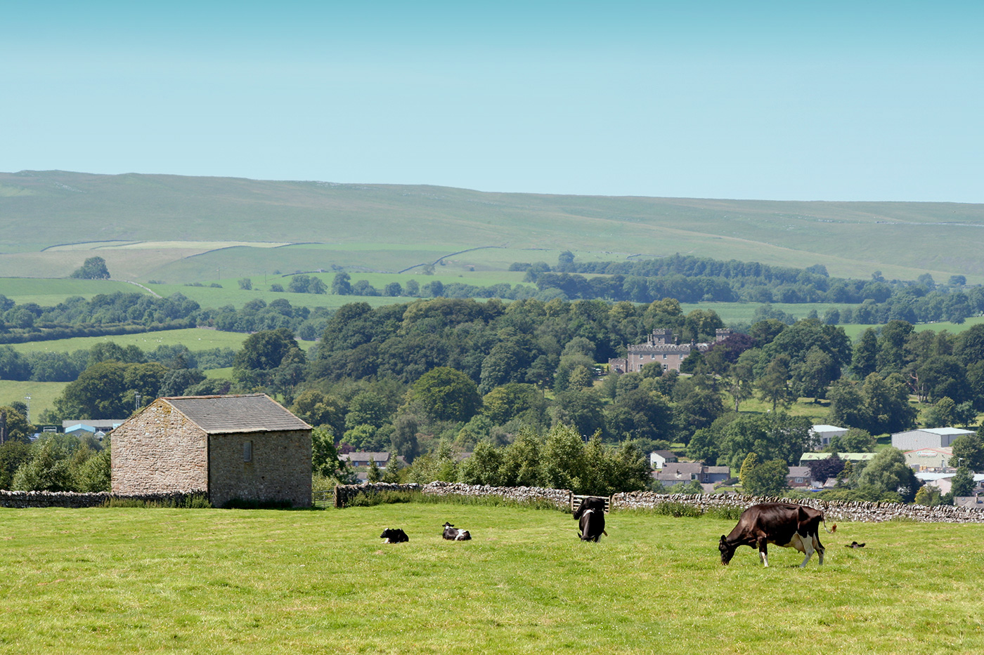 Holstein-Friesian cows and calves grazing in a walled pasture